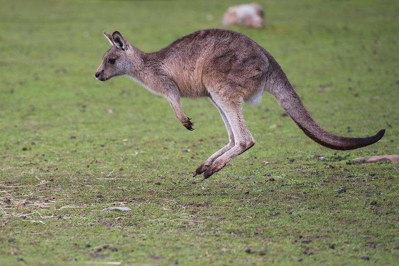 Historia firmy Kangaroos