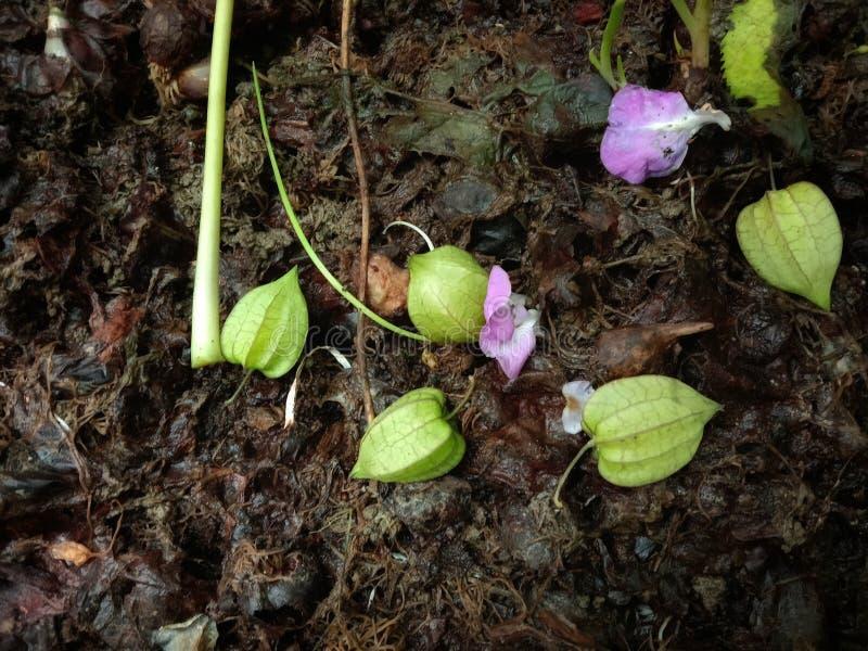 Owoce pełne witamin