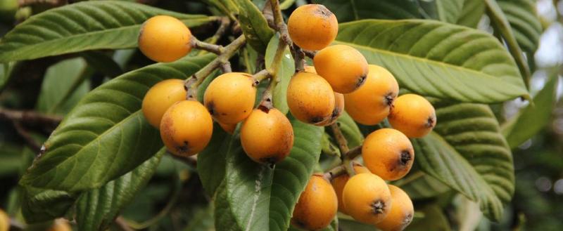 Zdrowe owoce sezonowe