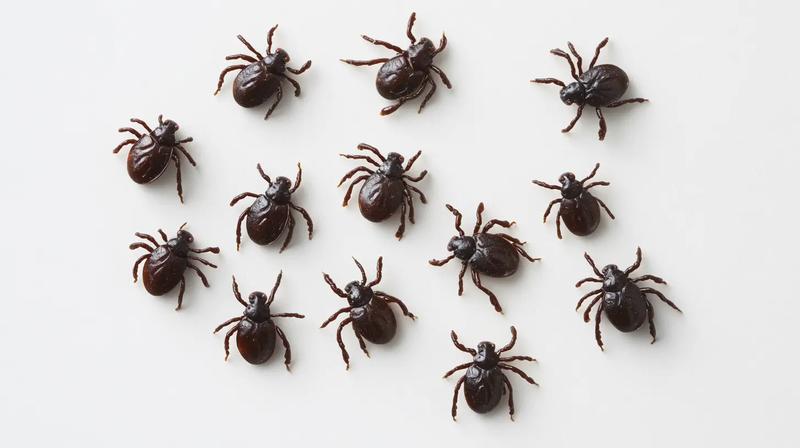 Letnie wyprawy a kleszcze