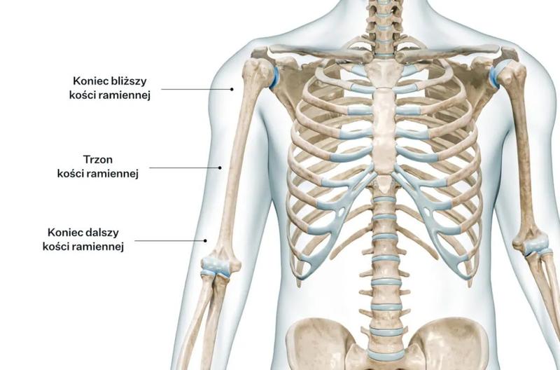 Recenzja serialu Kości